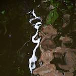 Image: Seventh image from the photoset 'amersfoort (i)'.