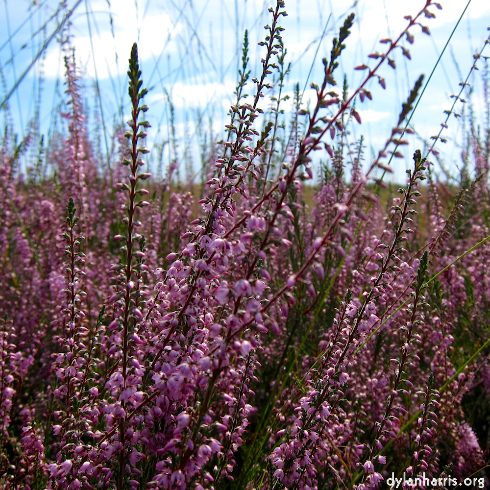 Image: Image 'rham (i) 1'.