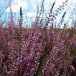 Image: First image from the photoset 'rham (i)'.