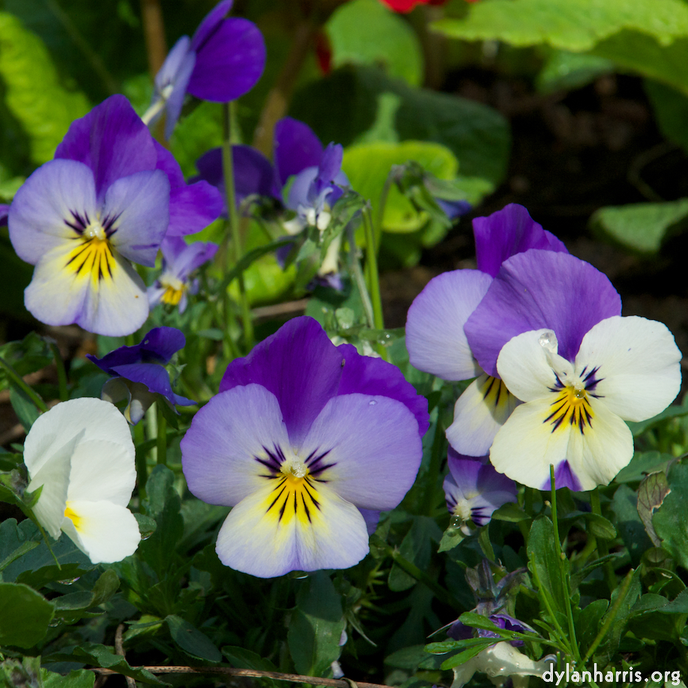 Image 'parc (ii) 7'.