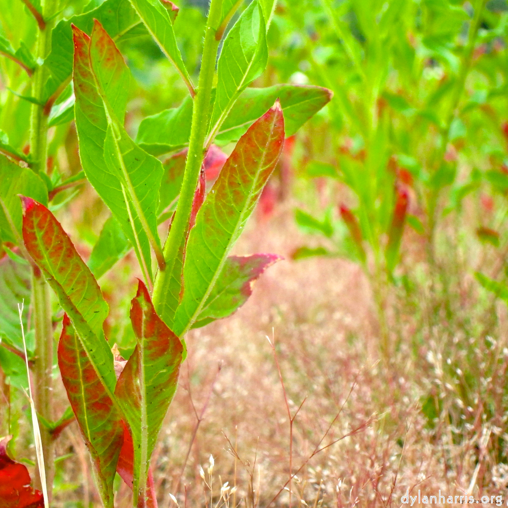 Image: Image 'eindhoven (viii) 2'.