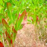 Image: Second image from the photoset 'eindhoven (viii)'.