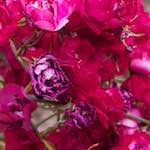 Image: Sixth image from the photoset 'way to work (i)'.