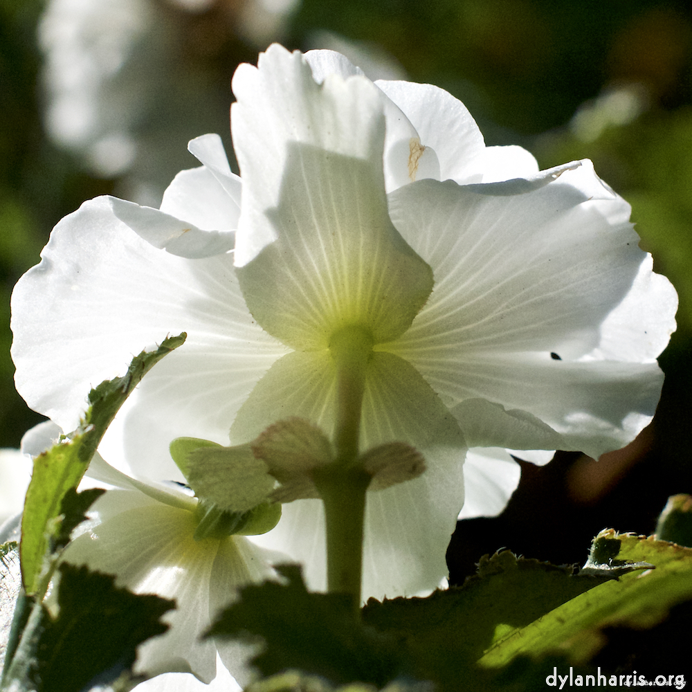 Image 'flower (xxvi) 3'.