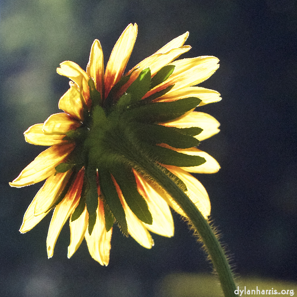 Image 'flower (xxvi) 4'.