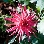 Second image from the photoset 'flower (xxvi)'.