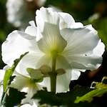 Third image from the photoset 'flower (xxvi)'.