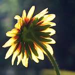 Fourth image from the photoset 'flower (xxvi)'.