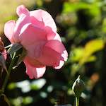 Sixth image from the photoset 'flower (xxvi)'.