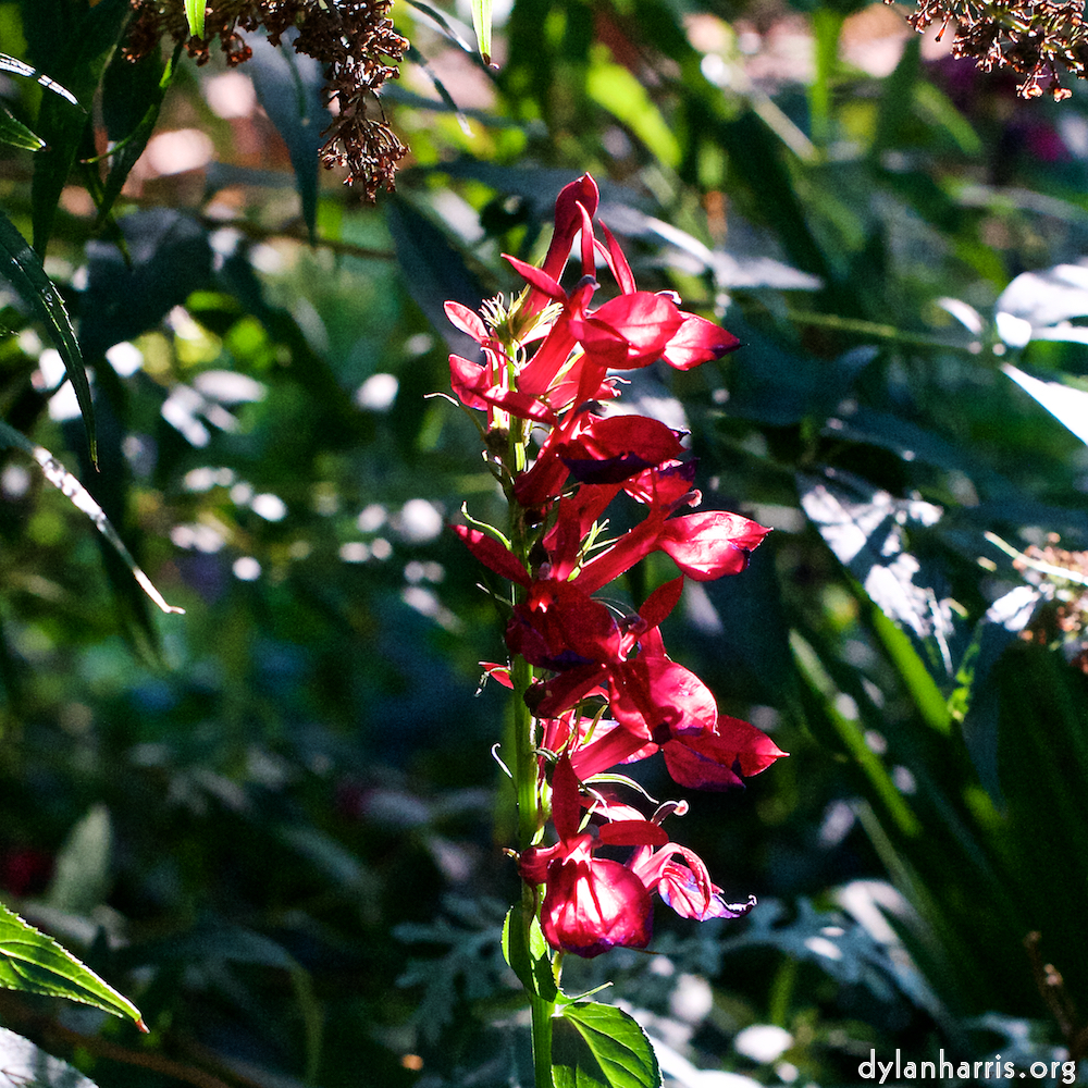 image: This is ‘
escher blummen (xxvii) 2
’.