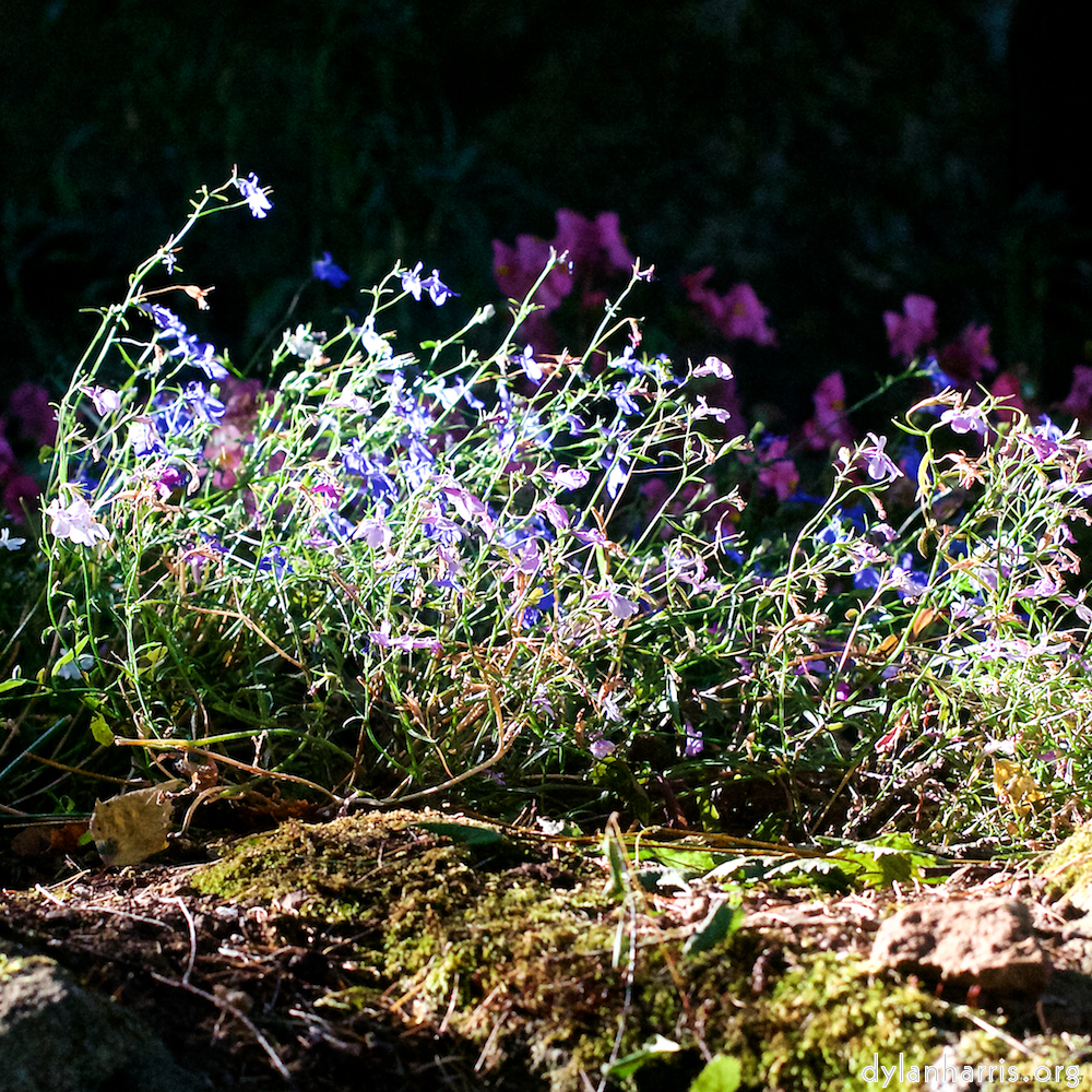 image: This is ‘
escher blummen (xxvii) 3
’.