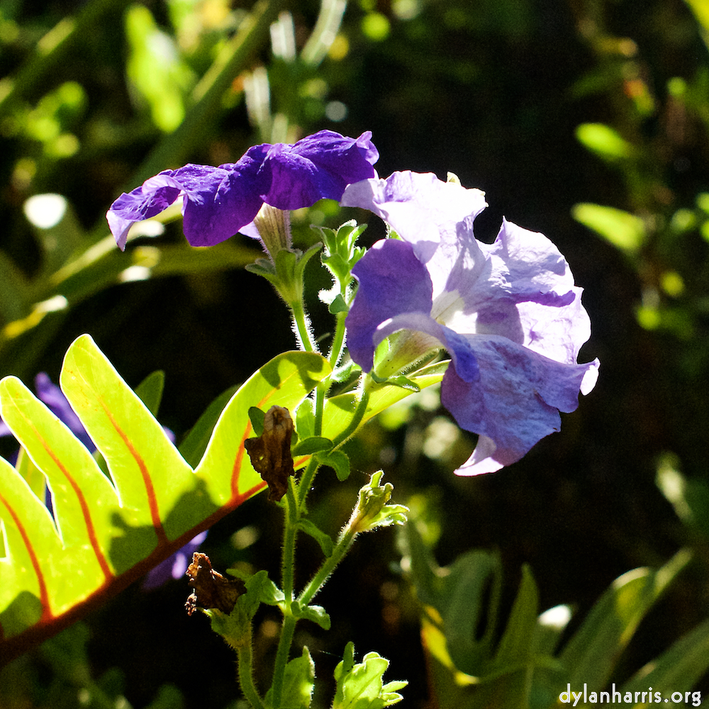 image: This is ‘
escher blummen (xxvii) 5
’.