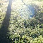 image: Image from the photoset ‘
escher blummen (xxvii)
’.