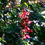 image: Image from the photoset ‘
escher blummen (xxvii)
’.