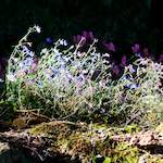 image: Image from the photoset ‘
escher blummen (xxvii)
’.