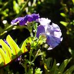 image: Image from the photoset ‘
escher blummen (xxvii)
’.