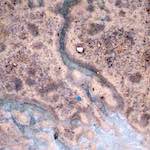 Image: First image from the photoset 'luxembourg (x)'.