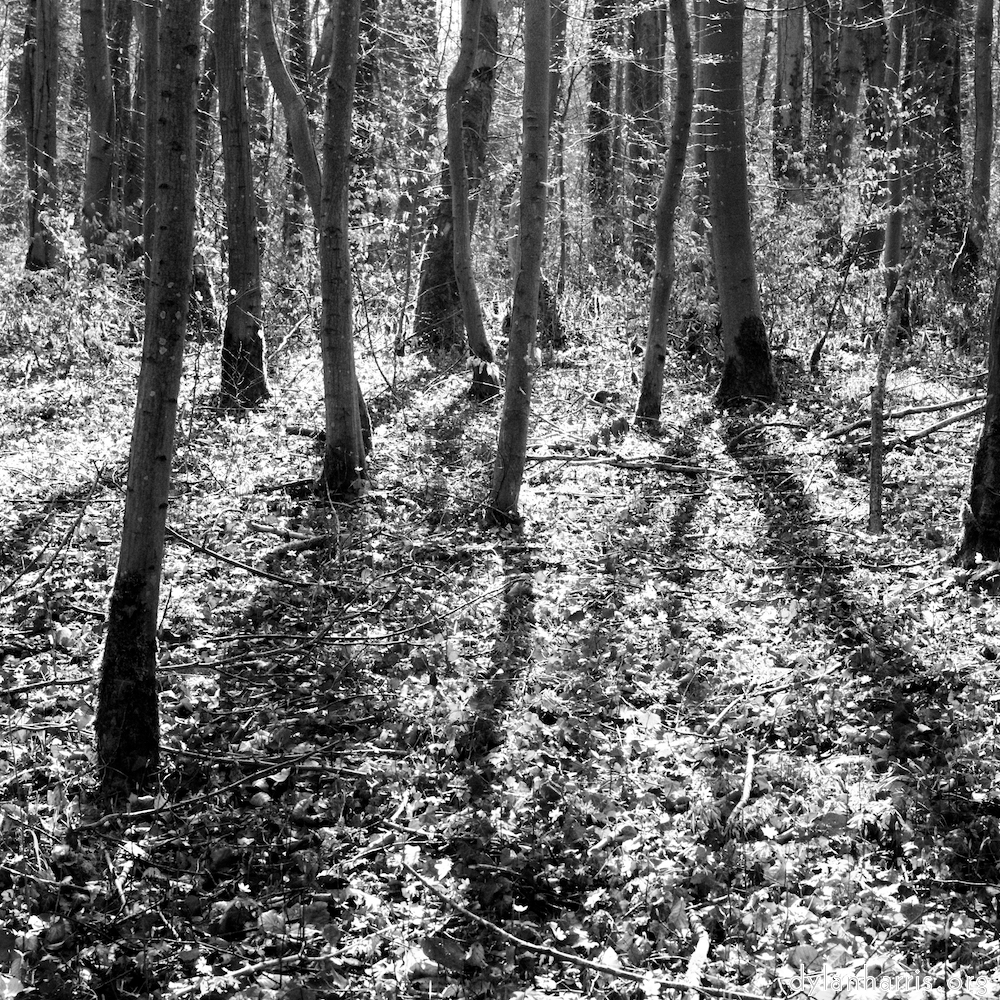 image: This is ‘
wood (xxxviii) 2
’.