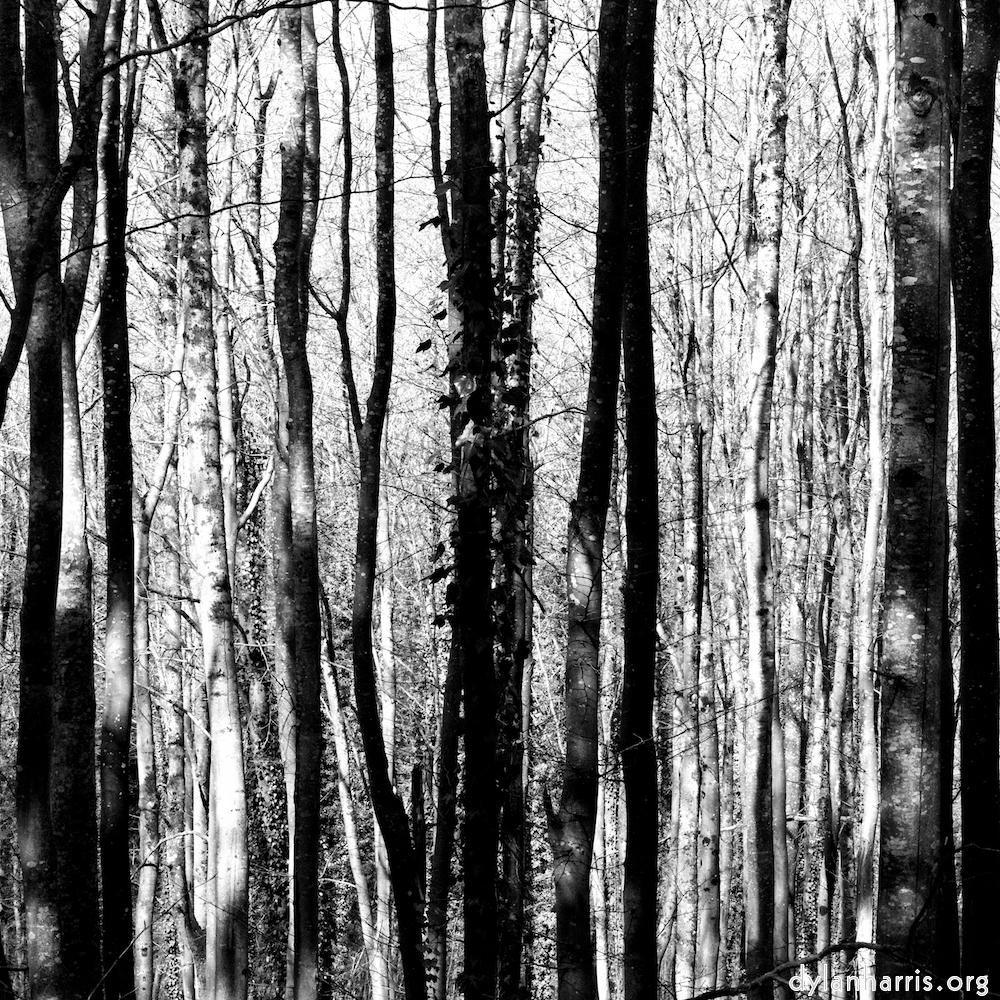 image: This is ‘
wood (xxxviii) 4
’.