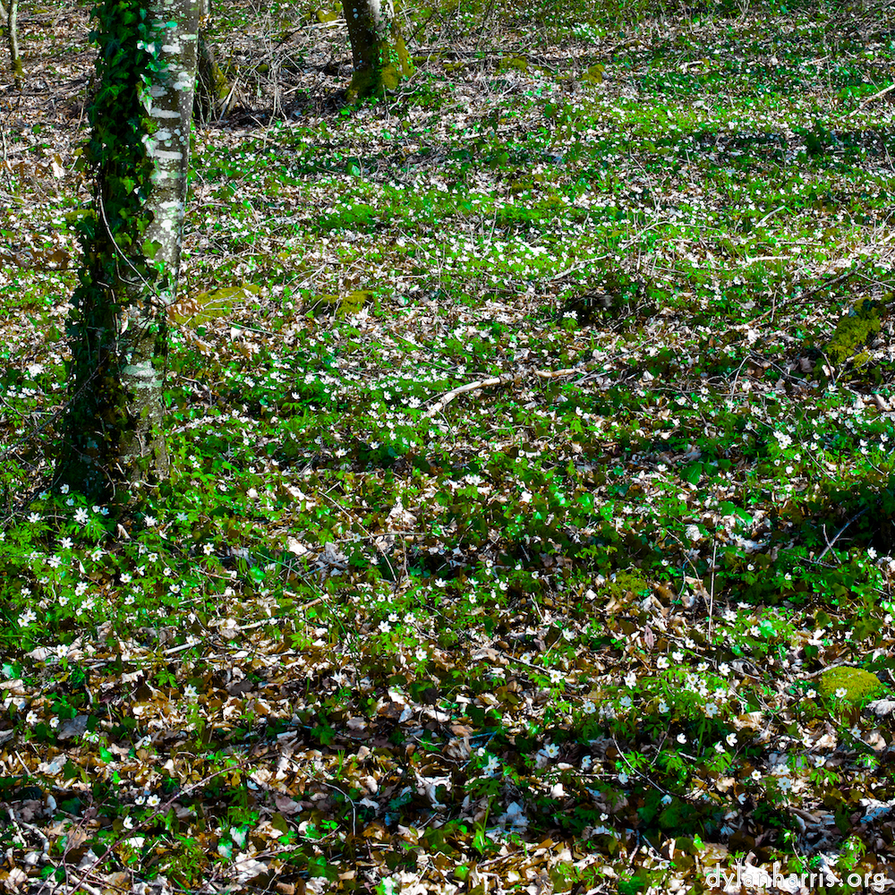 image: This is ‘
wood (xxxviii) 5
’.