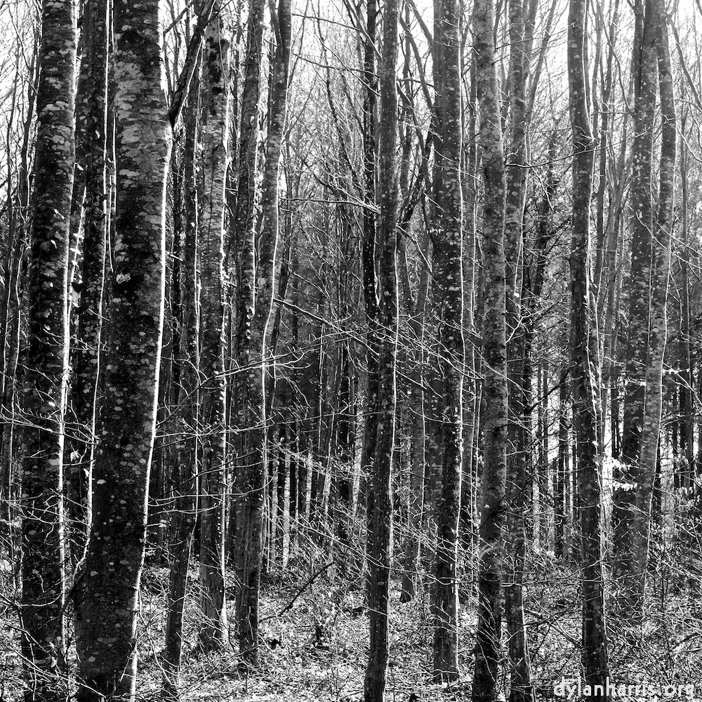 image: This is ‘
wood (xxxviii) 6
’.