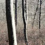 image: Image from the photoset ‘
wood (xxxviii)
’.
