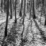 image: Image from the photoset ‘
wood (xxxviii)
’.