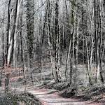 image: Image from the photoset ‘
wood (xxxviii)
’.