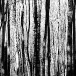 image: wood (xxxviii) photoset