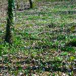 image: Image from the photoset ‘
wood (xxxviii)
’.