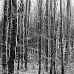 image: Image from the photoset ‘
wood (xxxviii)
’.