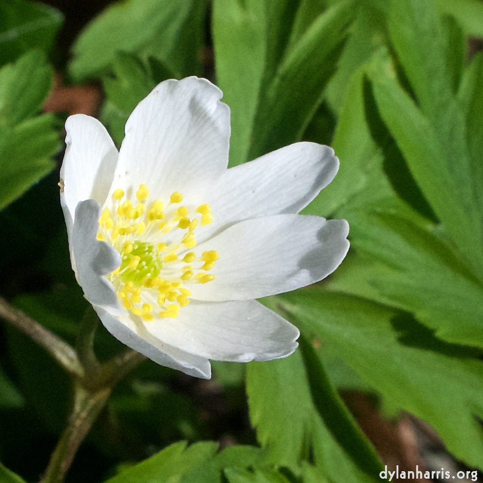 image: This is ‘
escher blummen (clxii) 1
’.