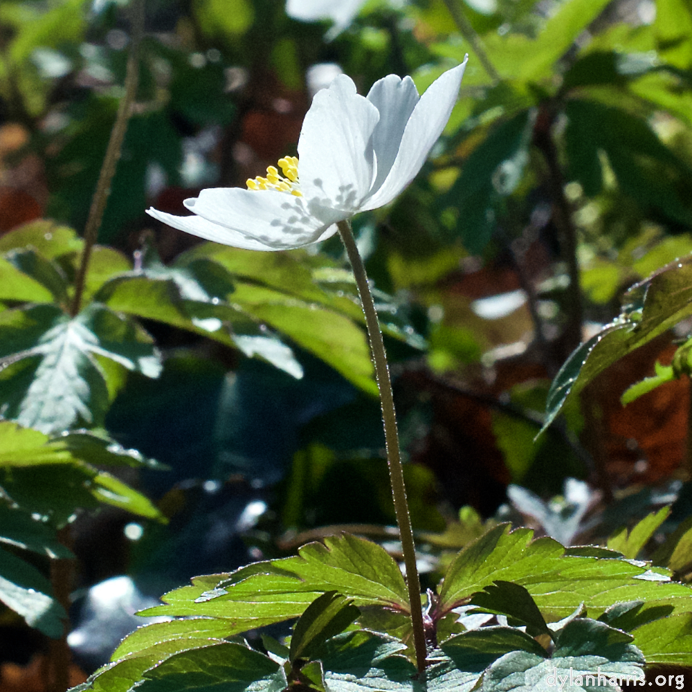 image: This is ‘
escher blummen (clxii) 2
’.