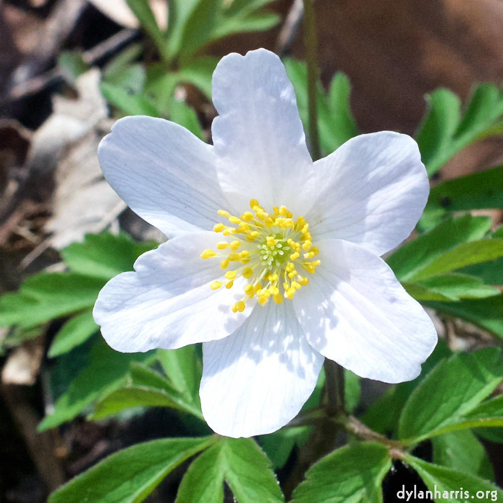 image: This is ‘
escher blummen (clxii) 3
’.