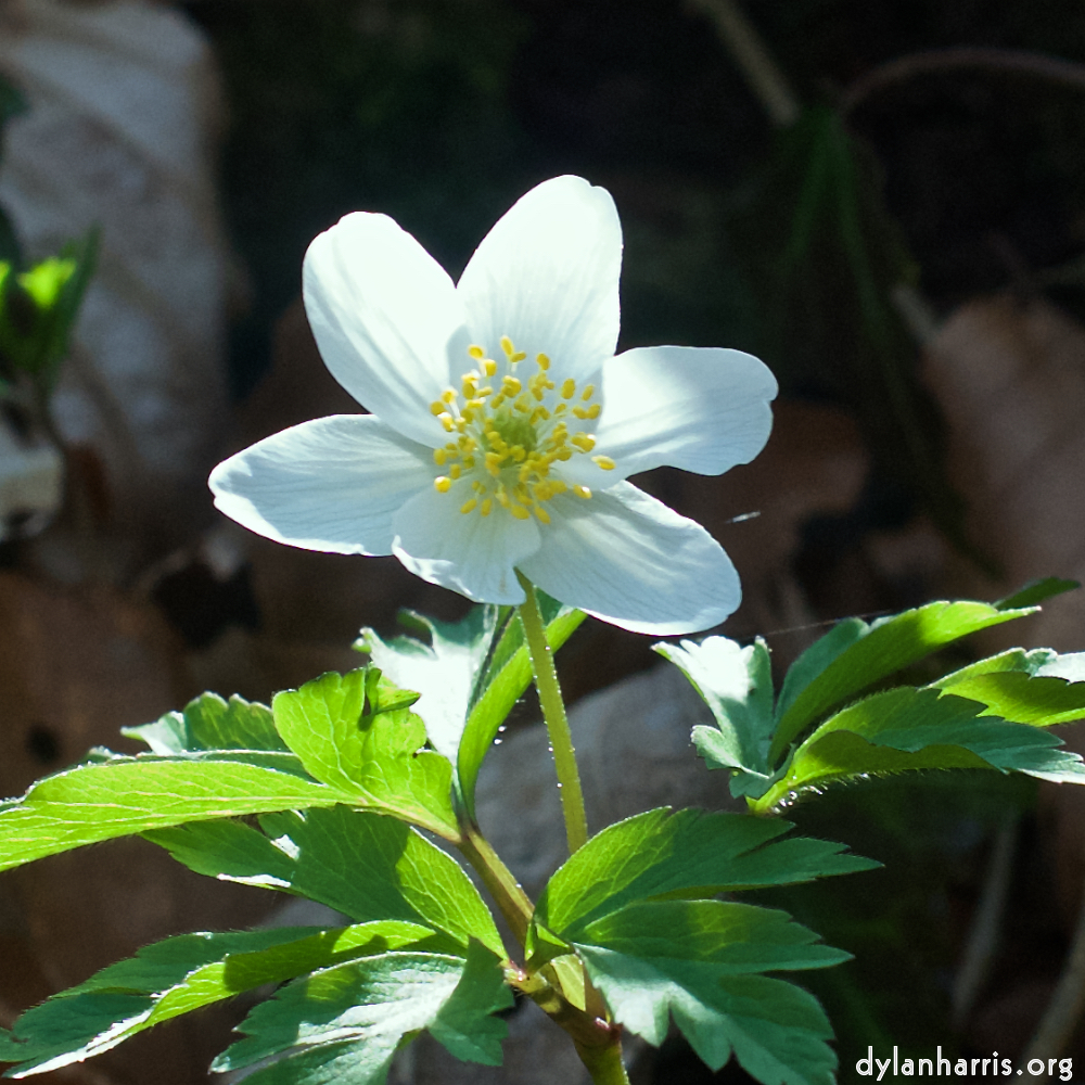 image: This is ‘
escher blummen (clxii) 4
’.