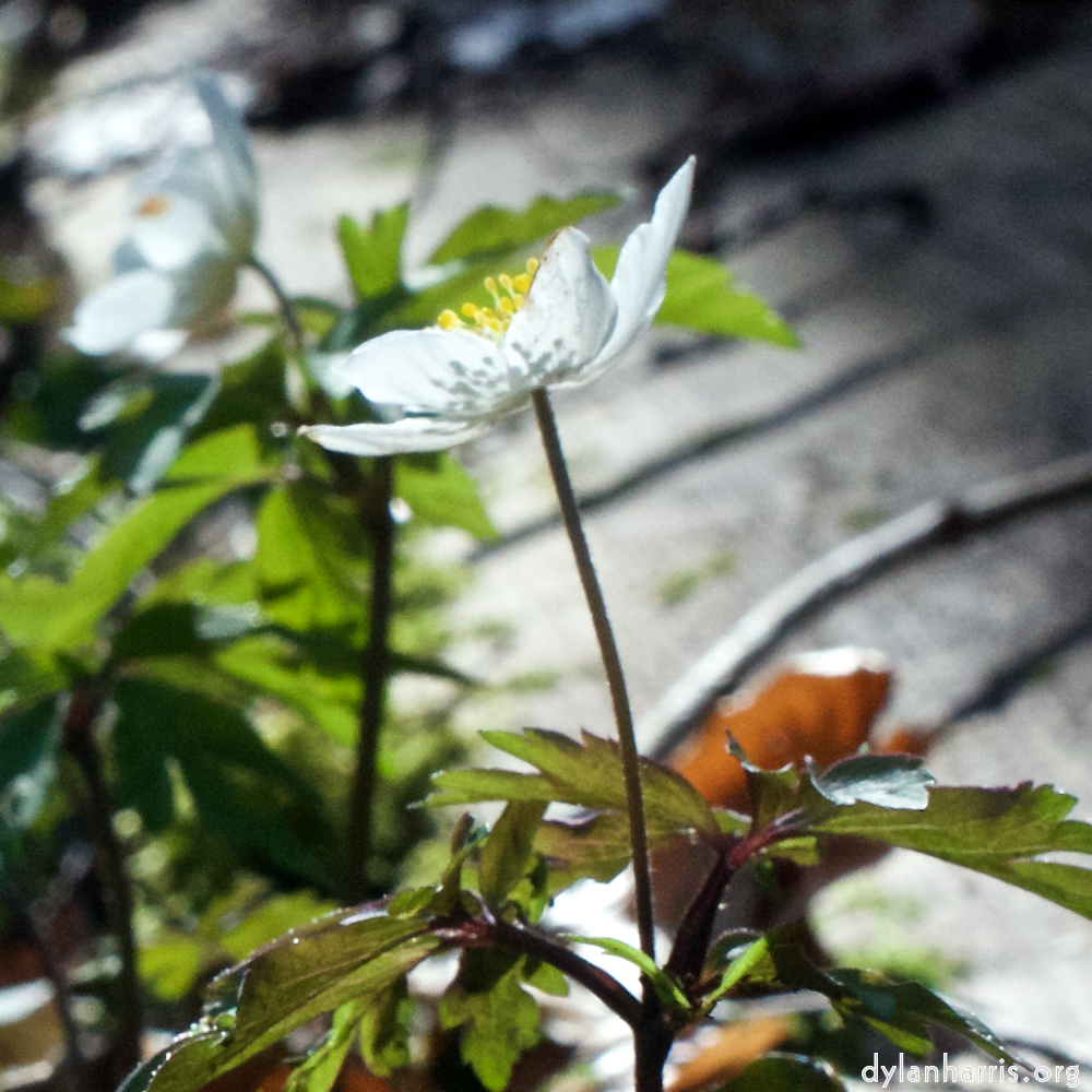 image: This is ‘
escher blummen (clxii) 5
’.