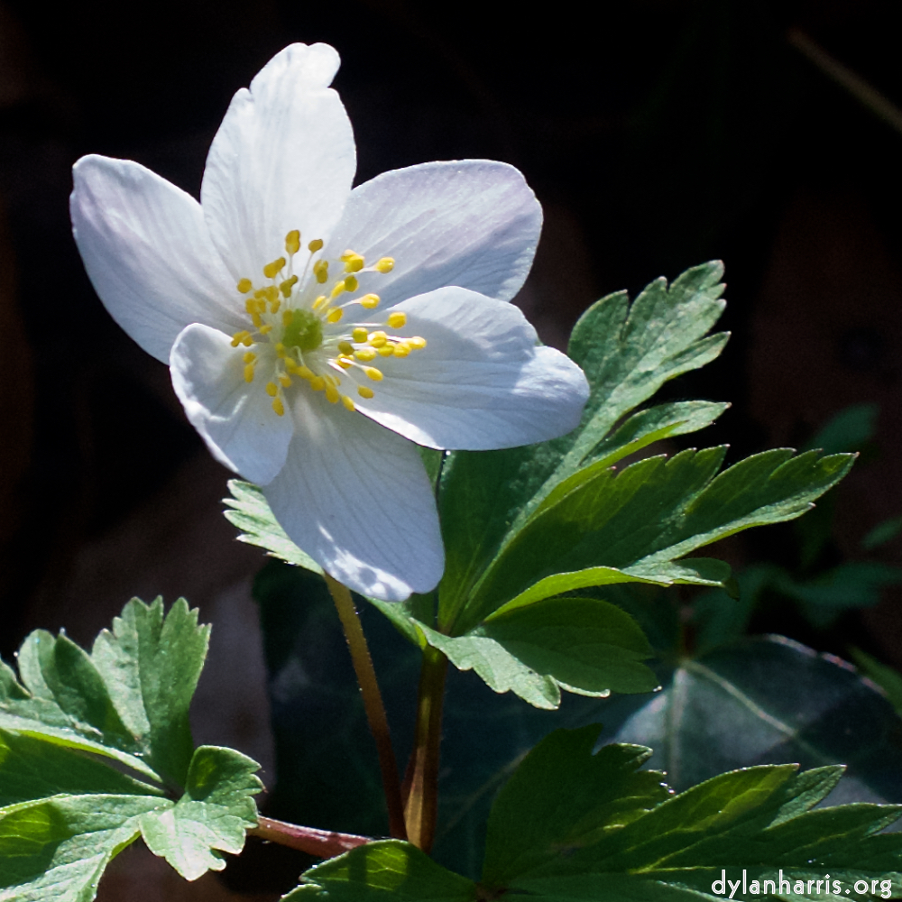 image: This is ‘
escher blummen (clxii) 6
’.