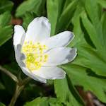 image: Image from the photoset ‘
escher blummen (clxii)
’.