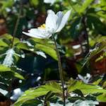 image: Image from the photoset ‘
escher blummen (clxii)
’.