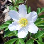 image: Image from the photoset ‘
escher blummen (clxii)
’.