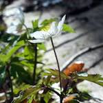 image: Image from the photoset ‘
escher blummen (clxii)
’.