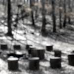 image: Image from the photoset ‘
wood (xxxix)
’.