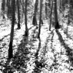 image: wood (xxxix) photoset