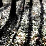 image: Image from the photoset ‘
wood (xxxix)
’.