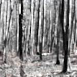 image: Image from the photoset ‘
wood (xxxix)
’.