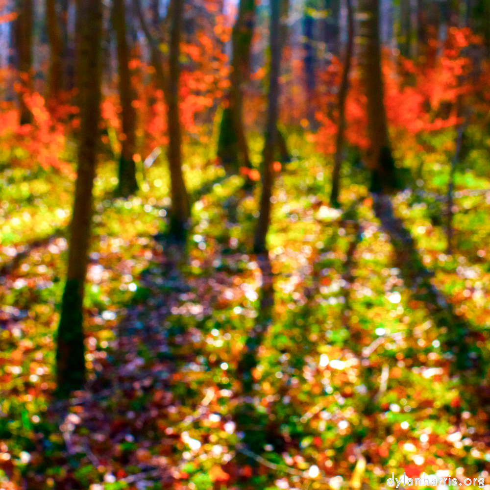 image: This is ‘
wood (xl) 3
’.