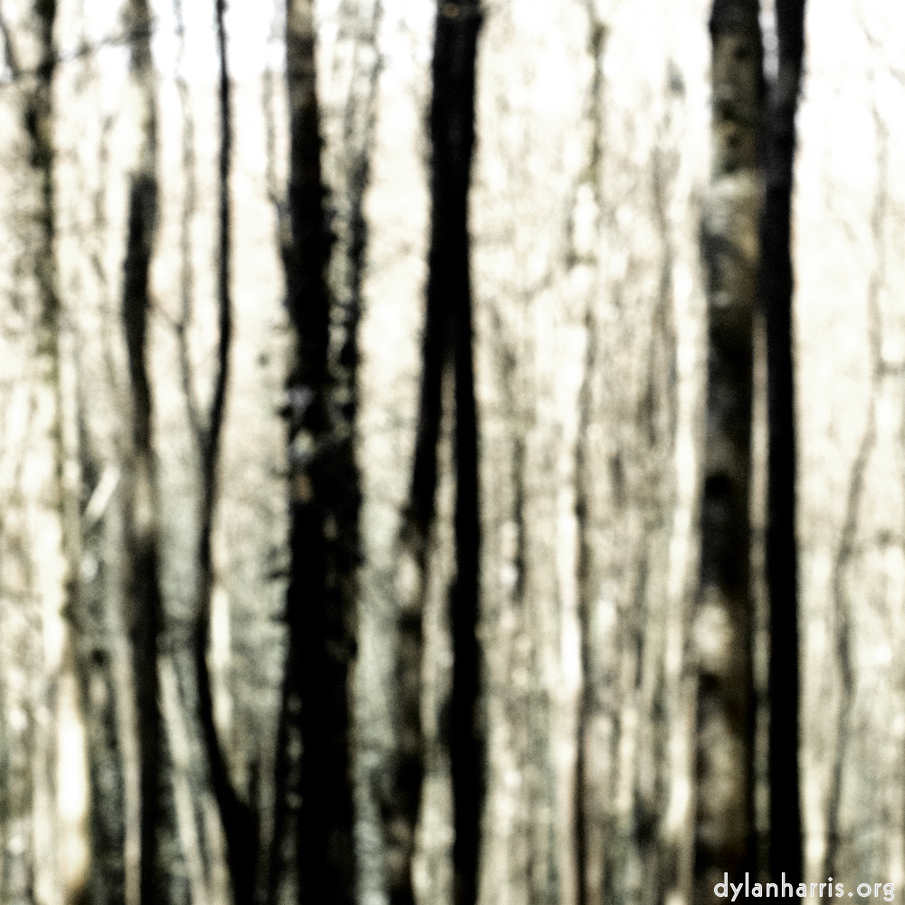 image: This is ‘
wood (xl) 6
’.