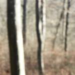 image: Image from the photoset ‘
wood (xl)
’.