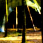 image: Image from the photoset ‘
wood (xl)
’.