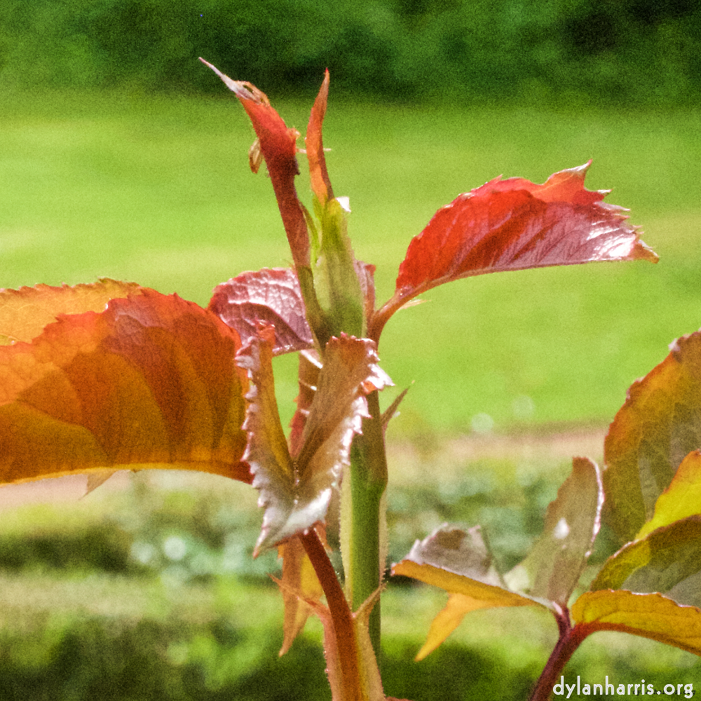 Image: Image 'escher blummen (xii) 1'.